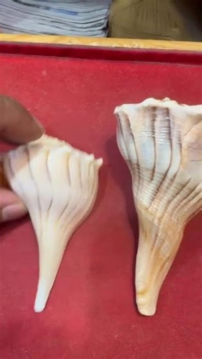 Dakshinavarti ( Tiger ) Shankh 4,5 & 6 inch Size Comparison 🙂🤘