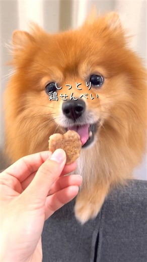 しっとり鶏せんべい🐓🍘