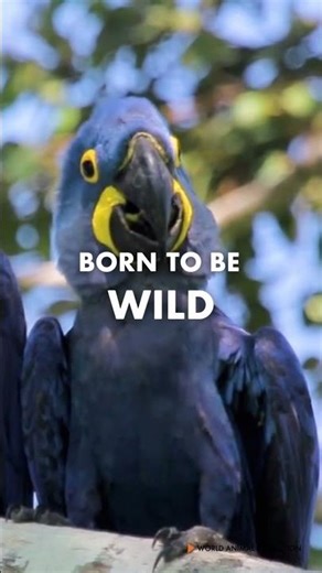 Macaws, Parrots, and Parakeets | Protect Birds from Trafficking and Habitat Loss