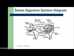 Types of Livestock Digestive Systems