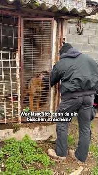 Dieses Leben ist nach 10 Jahren für immer vorbei...#savethedogsbih #streetdogs #rescueddogs