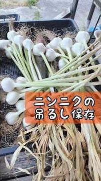 ニンニクの収穫保存と後作 #自然栽培 #家庭菜園 #自給自足#たのしい