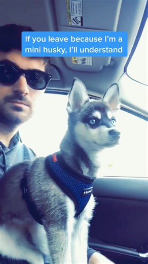 Adorable Mini Husky with Mesmerizing Blue Eyes