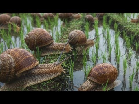 Snail Anatomy: Shell, Slime, and Reproduction, Explained Simply