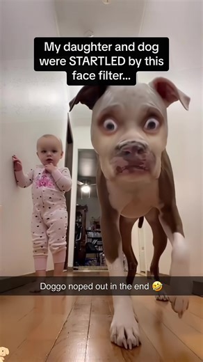 Hilarious Dog Filter Prank: Watch the Funny Transformation