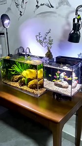 Amazing Aquarium Bridge #fishaquarium #fishtanksetup #aquariumfishtank #trending #diy #fish #brigde #fyp #reels #viral | Aquatic Wonders Hub
