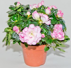 Rhododendron simsii - Alchetron, The Free Social Encyclopedia