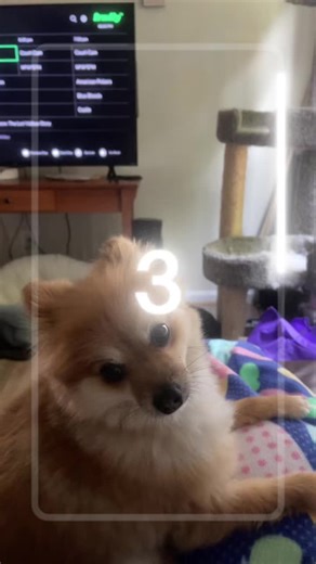 He wont stay facing the camera!