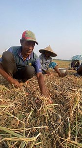 44K views · 255 reactions | Onion Harvesting! How Onions are Harvested by Hand | FoodStuff | Facebook