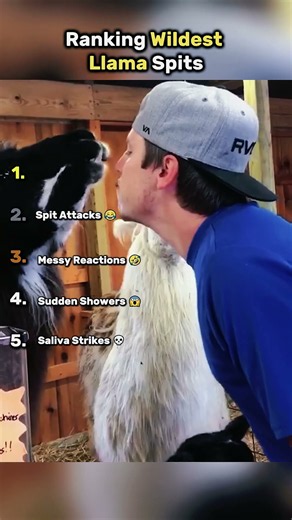 Ranking Wildest Llama Spits 🦙🤣 || #llamaspits #llamafails @PeachXBlack