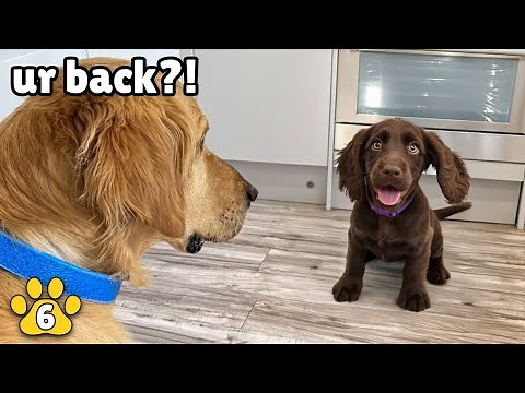 Golden Retriever Reunites with Cutest Rescue Puppy