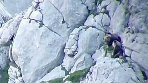 Bears tumble down cliff after fight on the edge