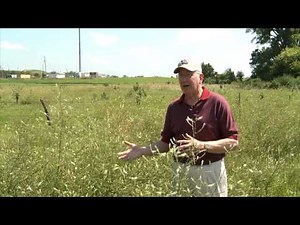 Eye on Agriculture Today: Toxic Weeds in Hay and Pastures