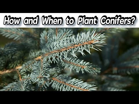 Planting Rules For Conifers - How and When to Plant Conifers