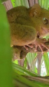 The Tarsiers are so tiny & cute!!🥹🐒 Watch our full Youtube Video showing you all the best tourist attractions in Bohol🇵🇭👉🏼 https://youtu.be/ojJ3v470FkA?si=kYfRBABR32vmORh1 #travelvlogs #BoholPhilippines #tarsiersanctuary #tarsier #thingstodoinbohol #philippinestravel | Santino and Sophia