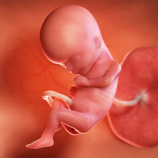 Week 15 of Pregnancy