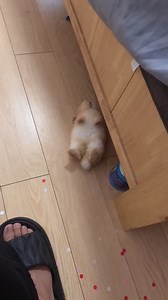 191K views · 6.8K reactions |  #bunny #rabbitsofinstagram #binky #bunnylove #bunny #babybunny #nomnomnom #socute #animallove #lol #animals #funnypets #pet #nature #cute #funnyanimals #adorable #pets #animal #cutepetclub #adorableanimals | Happy rabit | Facebook