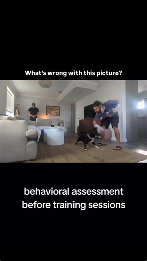 Is it ok to provoke a dog into a severe reaction during a behavior assessment? #dogbehavior #rescuedog #shelterdog