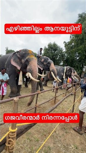 എഴിഞ്ഞില്ലം ആനയൂട്ടിന് ഗജവീരന്മാർ നിരന്നപ്പോൾ, Ezhinjillam Anayoott 2025, #elephantvideo, #elephant