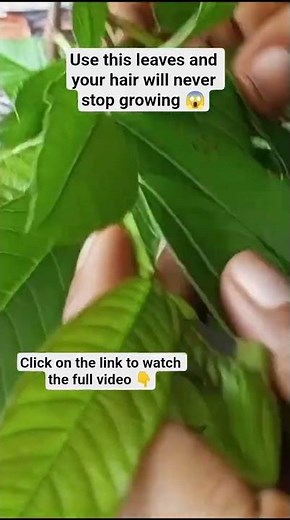 How to use Guava Leaves for massive hair growth ✅#guavaleaves #hair #longhairgrowthtips
