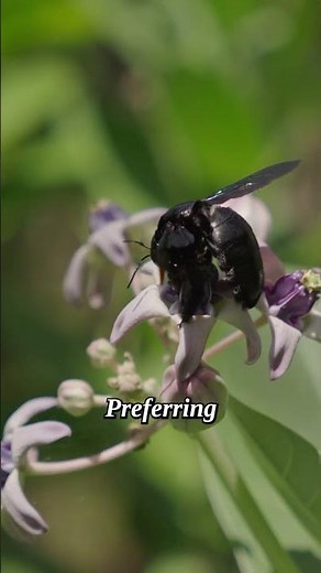 👉 The Wonders of Carpenter Bees #shorts