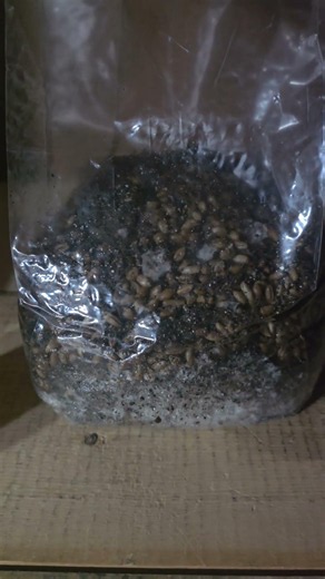 Grain spawn mushroom update.