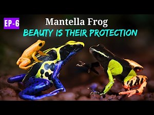 Mantella Frogs- The TINY & TOXIC Frog | Madagascar Unique Animals