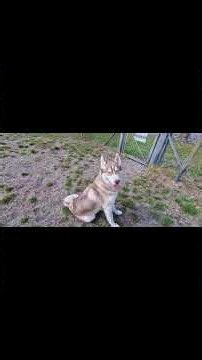 The husky, in all its colors and eye colors, remains the most beautiful among dogs.