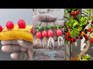 How to grow Cherry Plant at home - The Easiest Way to Grow Cherry from Cherry