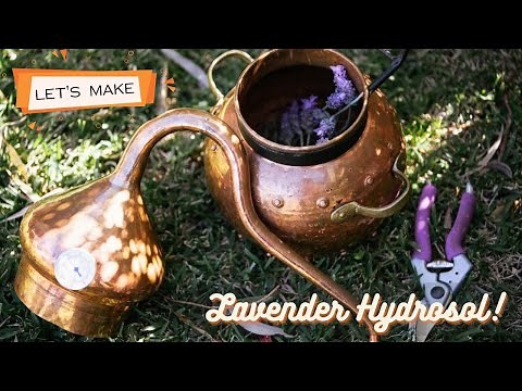 Making lavender Hydrosol using an Alembic column Still and steam distillation