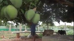 Success Story of Farmer in Integrated Farming #integratedfarming | My Nature India Foundation