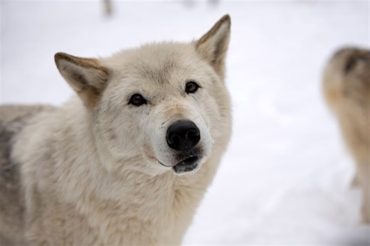 Bays Mountain Park announces death of wolf 'Ela'