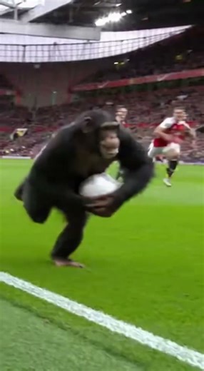 Chimpanzee Steals the Ball During Live Match!