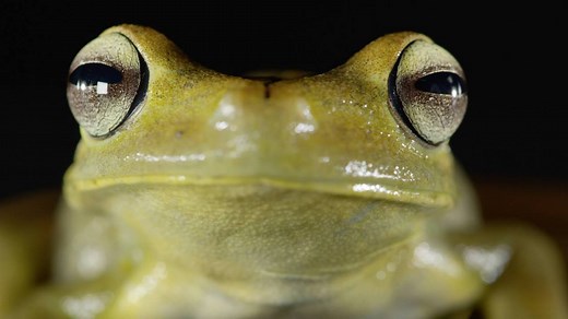 Gladiator Tree Frog is a deserving title for a frog that utilizes a prepollex spine, located in their hands, to protect their eggs from other males. #WILDUntamed See more of Costa Rica's diverse wildlife on Untamed! | National Geographic Animals