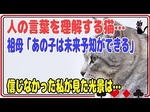 【猫の不思議な話】人の言葉を理解する猫…「あの子は未来予知ができる」祖母にそう教えられたけど、信じなかった私が見た光景は…【朗読】