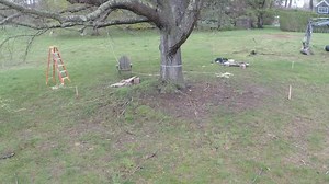 3 comments | The art and science of a successful tree move begins...