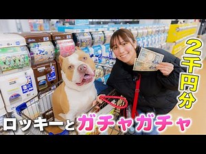 Rocky and 2,000 yen worth of gachapon! Will you get what you're aiming for? [gachapon]