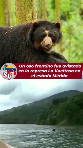 Avistamiento del Oso Frontino en la Represa - Fauna Venezolana