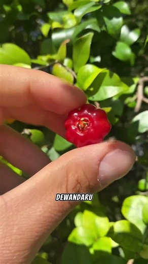 Kenalan sama Dewandaru, buah mungil mirip labu!​#Dewandaru #BuahUnik #surinamecherry #perkebunan