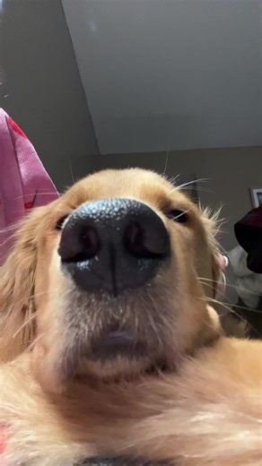 Cute Golden Retriever Poem for Mom and Dad