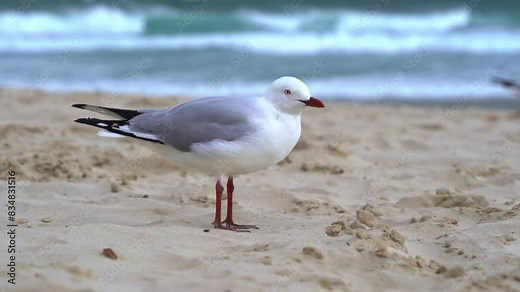 Close up shot of a common Australian silver gull perched on the sandy beach on a windy day at the coastal environment, Gold coast, Queensland, Australia.