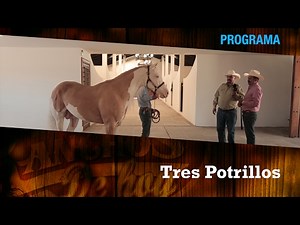 RANCHO TRES POTRILLOS