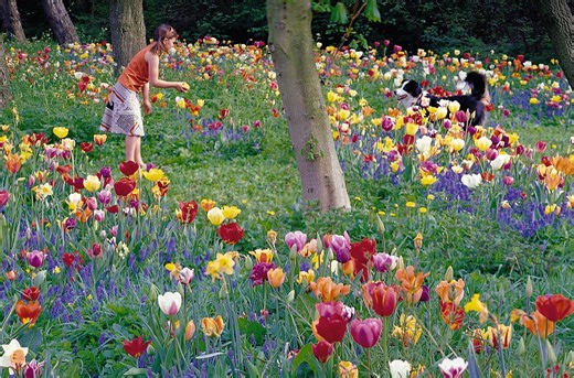Turn your lawn into a meadow by adding spring bulbs: Here’s how