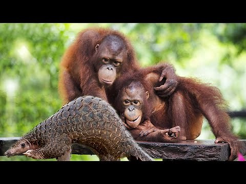 Amazing Facts about Mammals