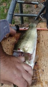 the quickest way to clean a Bass