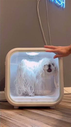 The Smartest Pet Gadget Ever? 🐱