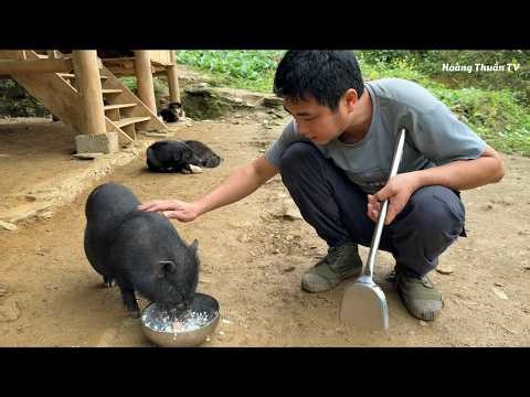 A pregnant goat wandered into the woods; could it have given birth there?