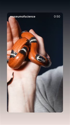 Museum of Science, Boston on Reels