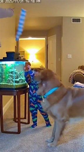 Dog Stops Toddler From Drowning Socks | Short Films