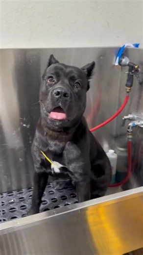 He is only 8 months old ❤️🐾🐶 #bullybreeds #dogbath #tutorials #canecorsoitaliano #bully #pittbull #doggrooming #canecorso #canecorsopuppy | Delfina Turiano